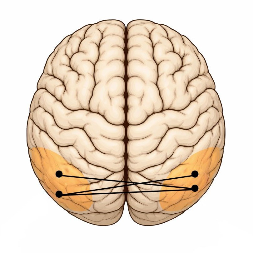 Brain Graphic