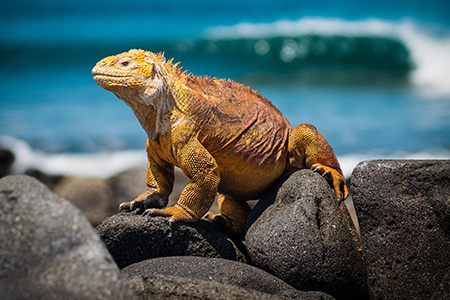 An iguana in the Galapagos Islands